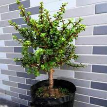 ��֦���~���� �����R�X�{����w �����Ϙ���������ȩ���^Ȥζ�辰