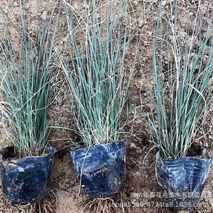 Park Flower Landscape Project Seedlings of Pink and White Grass Perennial Ornamental Grass Flower Hairy Pink and White Grass Potted Plants