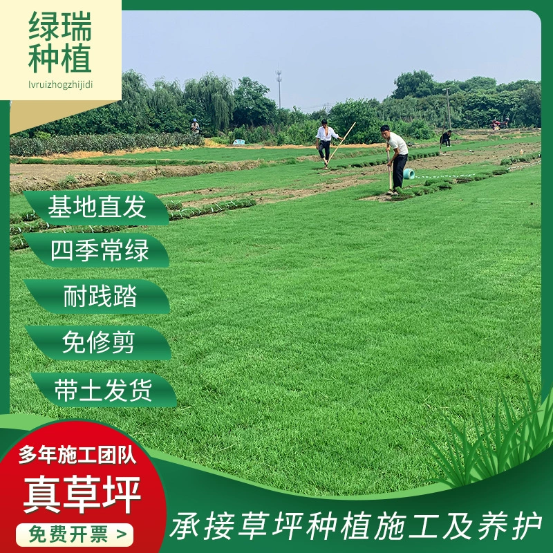 Домашнее животное Газон Зеленая трава Манила Озеленение Бермудская вилла Настоящая лужайка Четыре сезона Зеленый Кемпинг Базовый газон