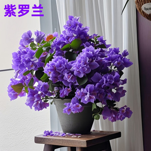 ��Ʒ����÷�����_���ļ����ܱ����͟���B�GֲͥԺ�̨���uͨ����