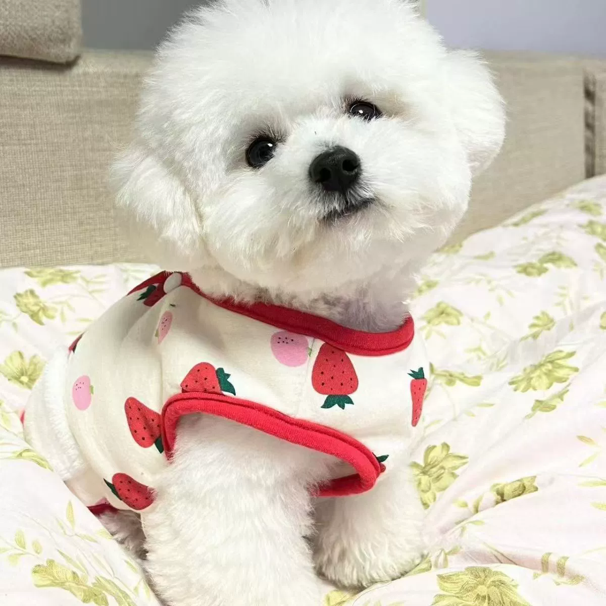 Оптовая продажа, чистокровная маленькая корейская собака бишон фризе, чистокровная собака, игрушка для собаки, щенок, живая собака, компаньон, чайная чашка, щенок