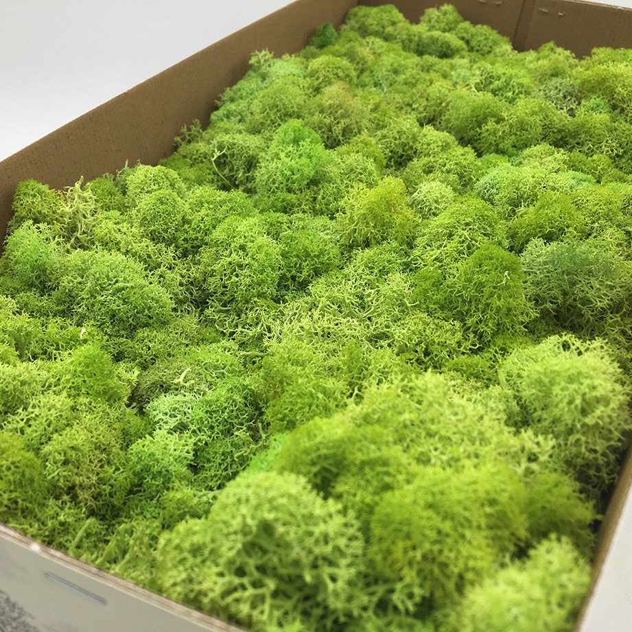 Yunnan fábrica de musgo flor eterna flor seca decoración del hogar gran cantidad Congyo