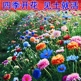 盆栽;灌木;种子