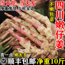 嫩姜新鲜仔姜子姜山东大红芽生姜四川农家自种五指非云南老小黄姜