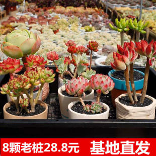 Qianzi Qianhui Base Succulent Plant Old Pile Flower Potted Desk Radiation Protection Balcony Succulent Flower Gankun