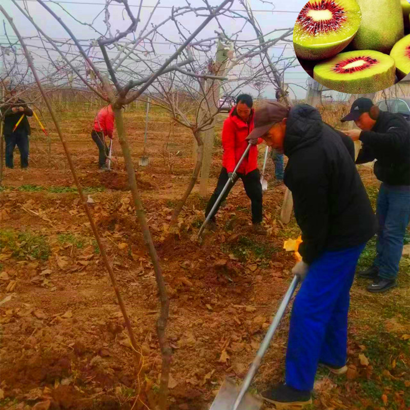 贵州三公分猕猴桃树苗 嫁接红心猕猴桃苗 南方种植果树苗