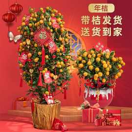 年桔盆栽带果年宵花新年开业乔迁四季桔大型朱砂橘客厅招财金桔树