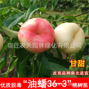 ���A�Ҙ�������Ҙ�������27̖���ҳ�����33-20�S���Ϸ�ͥԺ�Nֲ