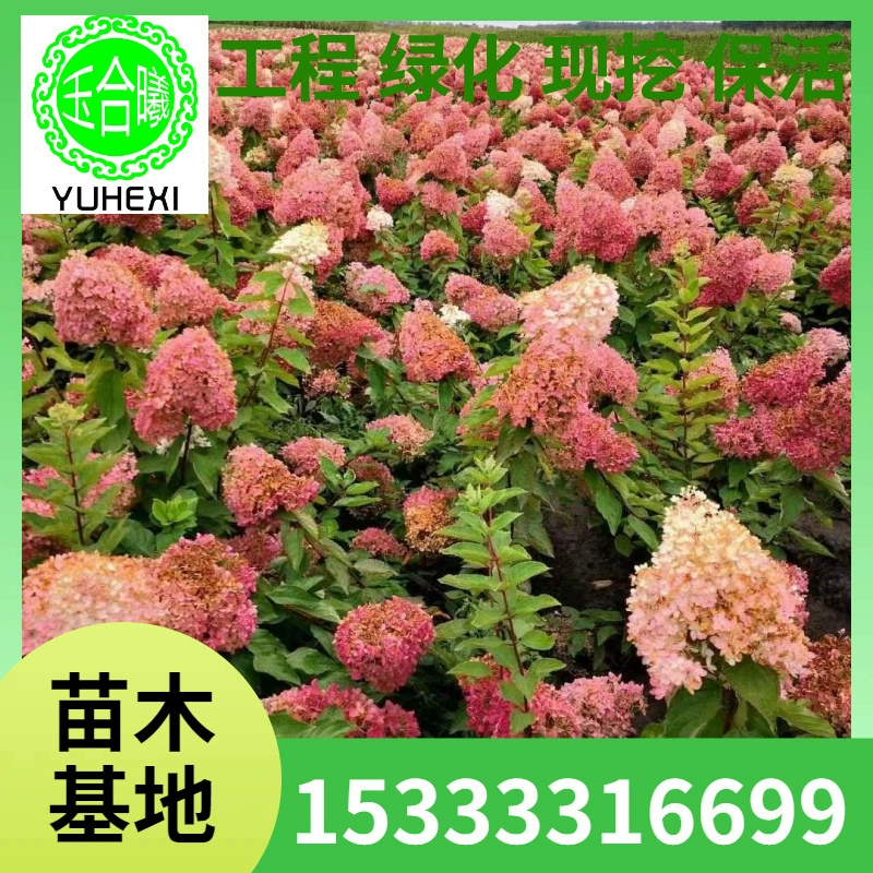 Деревянная гортензия, водное дерево с крупными цветками, деревянные саженцы гортензии, питательная чашка деревянная гортензия, водное дерево с крупными цветками