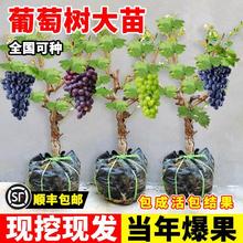 巨峰阳光玫瑰葡萄树北南方种植耐寒妮娜皇后蓝宝石树苗无籽老桩