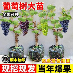 �޷�ꖹ�õ�����ј䱱�Ϸ��Nֲ�ͺ����Ȼʺ��{��ʯ����o���Ϙ�