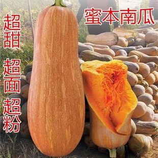 �ļ��۱��ϹϷN�� �����۱��Ϲ�������߮a��Ŵ�Ϲ��߲˷N��