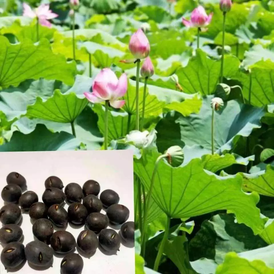 Большие семена лотоса высокая урожайность семян лотоса семена корня лотоса съедобные поля пруд декоративный цветок лотоса семена лотоса