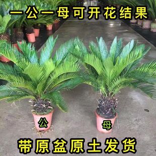 Iron Tree Bonsai Plant Potted Four-Season Evergreen Outdoor Indoor Living Room Office Courtyard Balcony Cycad Cold-Resistant Mengnuo