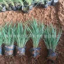 �µ�ë�ڲ������籭�����ǲ����Ի��� �f�����۲ݾG���t���ر���