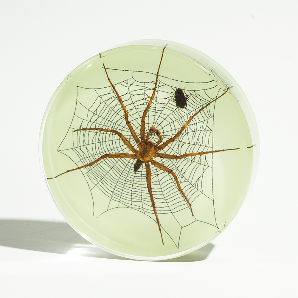 Luminous】Spider feeding scene