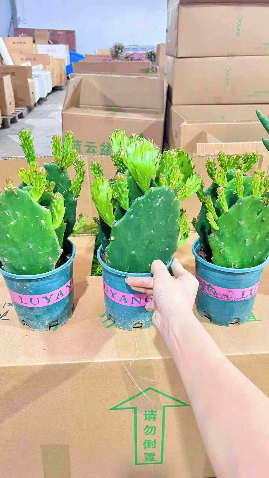 Cactus combinación de vidrio cerámico base de guangzhou venta directa factura boleto especial soporte de cotización de tres partes fábrica directa
