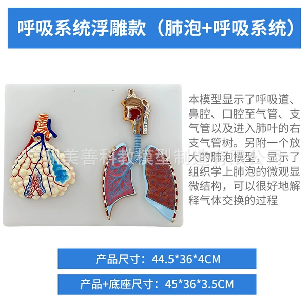 Respiratory system relief + alveolar enlargement relief