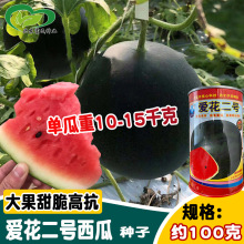 爱花二号西瓜种子 大田用种杂交中早熟大红瓤脆甜墨绿皮西瓜籽