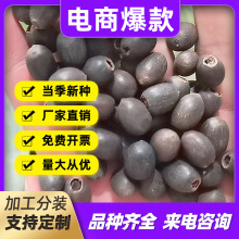 莲子种子水培植物四季养开花荷花籽睡莲种子盆栽室外非碗莲种子