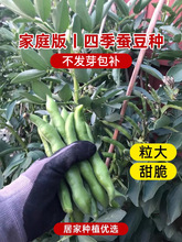 蚕豆种籽高产特大蚕豆蔬菜种子大全阳台盆栽四季种植胡豆豌豆种孑