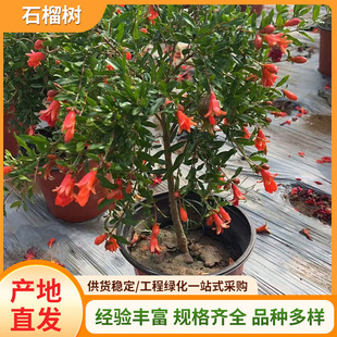 Freshly Dug and Shipped Potted Courtyard Fruit Trees Pomegranate Saplings Simple and Beautiful High Survival Rate All-Season Pomegranate Saplings