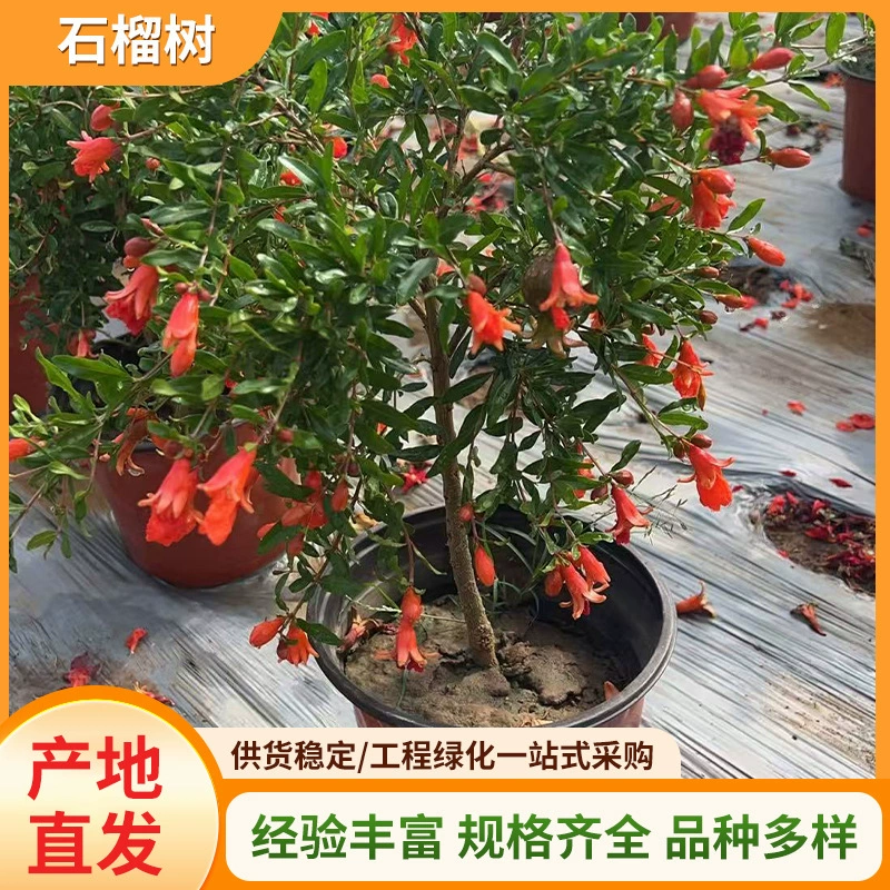 Свежеобнаруженные и отправленные в горшках плодовые деревья для двора, саженцы граната, простые и красивые, всесезонные саженцы граната с высокой выживаемостью.