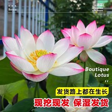 �ɻ�����ɏ��ź���ļ��^�p�ɻ�ź�Nˮ��ֲ���������˯ɏɏź��N