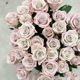 Dropshipping Manta New Cut Flower Rose Potted Flower Seedlings Balcony Courtyard Multi-Season Blooming Shrub Rose