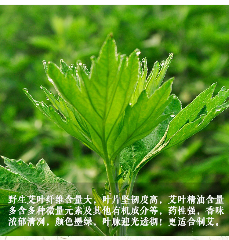 Moxa Stick Ai Tiao 艾条 3-Year Aged Mugwort Roll 8cm for Moxibustion Warming key features
