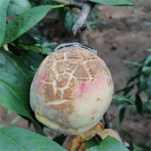 ���Ҙ�������Ҙ�������27̖���ҳ�����33-20�S���Ϸ�ͥԺ�Nֲ