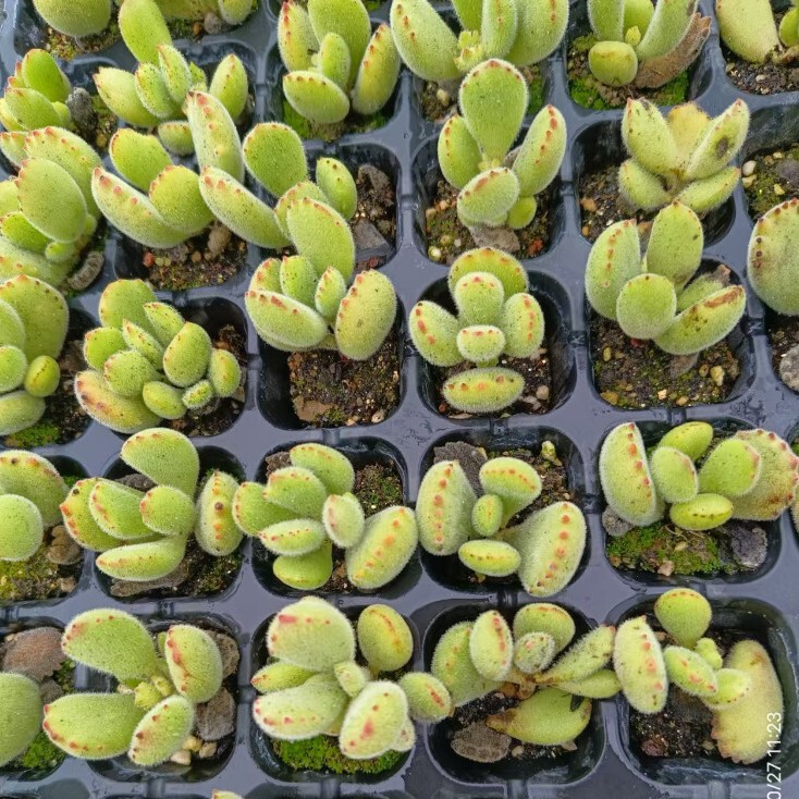 Bear Boy Blood Plate Seedlings with Roots, Bear Claws, Green Bears, 4-6 Leaves, Succulent Plant Base, Direct Sales, Large Quantity, Favorable Price