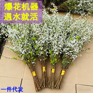 ѩ���r֦��֦֧���ԇ�ѩ�廨��ˮ��ֲ���҃Ⱥ��B�Gֲ��ľ�괺����