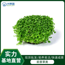 矮珍珠水草 矮珍珠水草品牌 图片 价格 矮珍珠水草批发 阿里巴巴