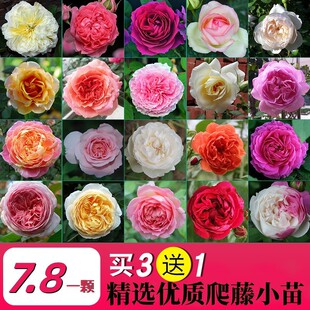 Rose Seedlings Climbing Vines and Wall Climbing Rose Seedlings with Buds Blooming in All Seasons Courtyard Balcony Rose Potted Florals