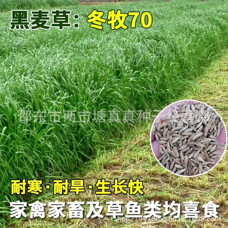 Семена кормовых зимних пастбищ 70 разведение крупнолистовых видов райграсс зимние кормовые семена Крупный рогатый скот Овцы Свинья курица утка гусь рыба кролик трава