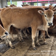 肉牛犊养殖 肉牛犊子哪有卖的 北京有鲁西黄牛养殖场吗