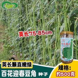 豇都百花迎春豆角种子 顺直荚长翠绿长豇豆豆角种籽 基地大田用种