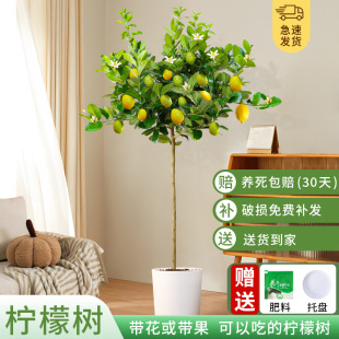 Perfume Lemon Tree Potted Edible Tall Pole Living Room Large Green Plant Balcony Courtyard All Year Round Flowers and Fruits Purify the Air