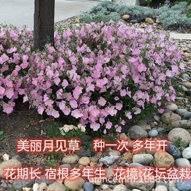 盆栽;种子;园林果树