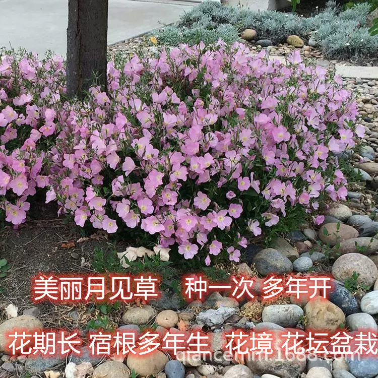 美丽月见草花籽月见草种子多年生宿根花草耐寒耐阴公园绿化花期长