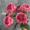 7 Emperor Rose