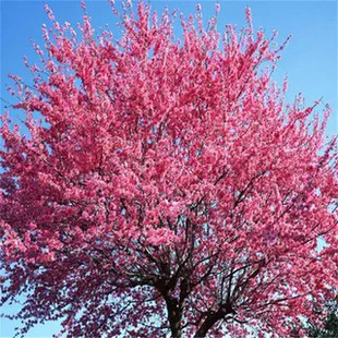 ���س��������ձ��ѻ������ϱ���ͥԺ�������Ԉ@��ֲ���L���G����