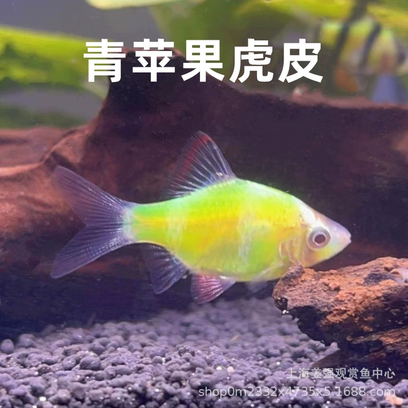 Флуоресцентный желтый Тигровая кожа рыба четыре Тигровая кожа рыба флуоресцентный зеленый Платиновый Тигровая кожа устойчивая к начинающим тропическим рыбам декоративные рыбы живые