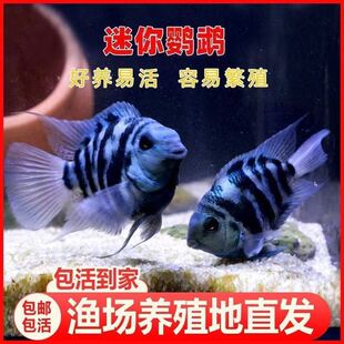 �����W�^�~��ֳ�M�䌦�ɹ��׽����{���~�Ꭷ�N��ĸ��ƷС���W�^�~