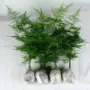 盆栽客厅植物水培云竹