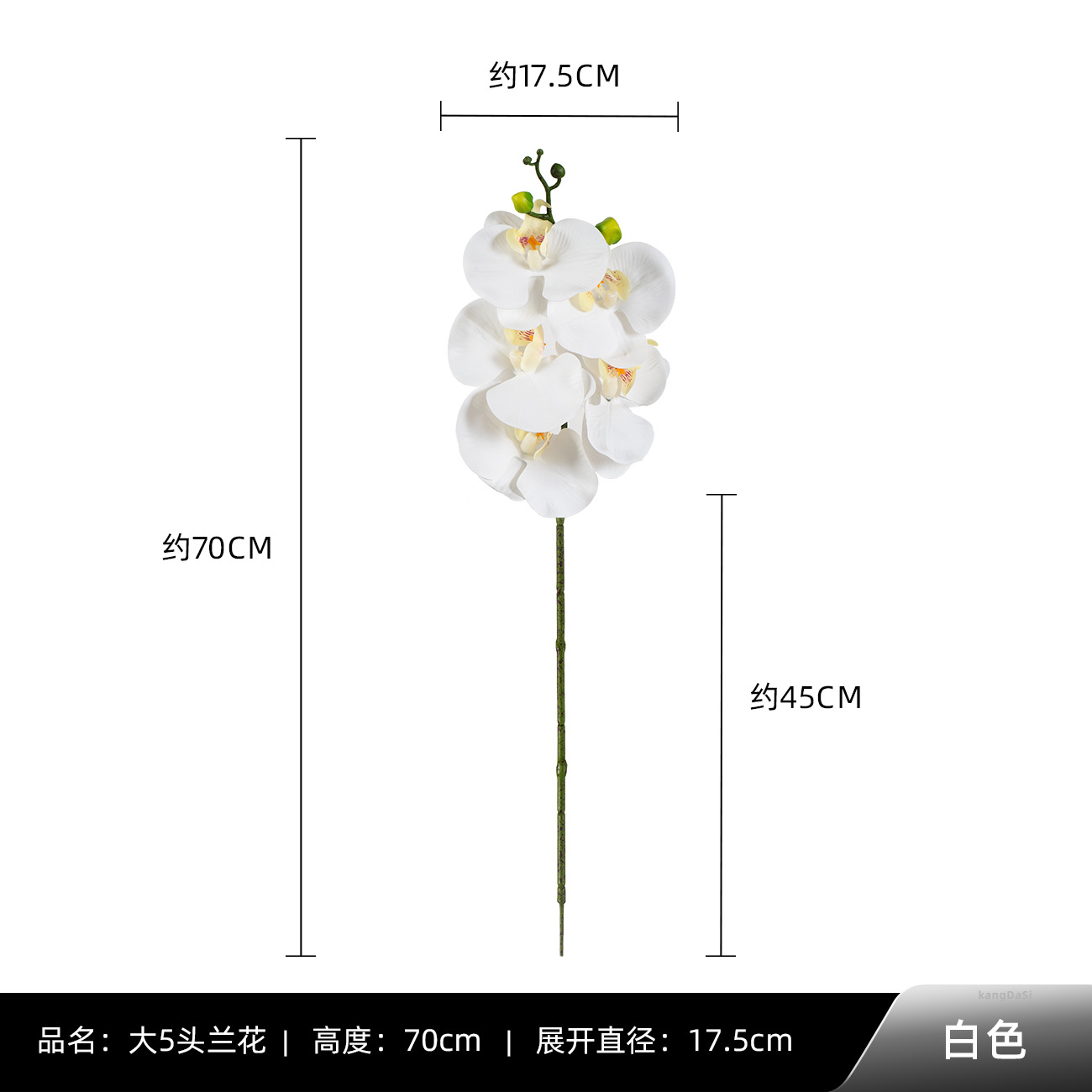 화이트 빅 5 호접란