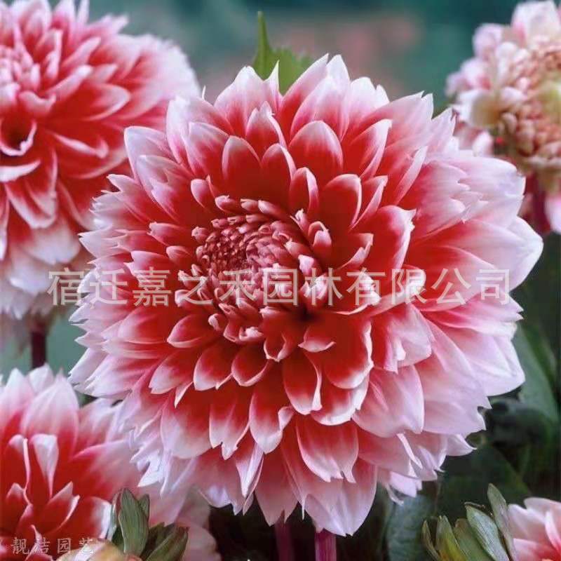 微信图片_20210607113713