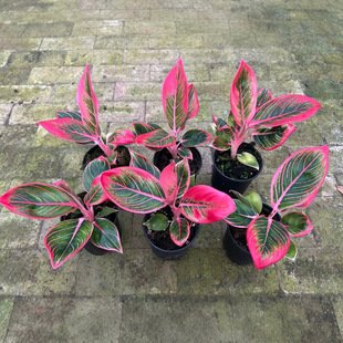 �t�����߲ݼt���߲�С���Ի���ֱ����ˮ������Gֲ����