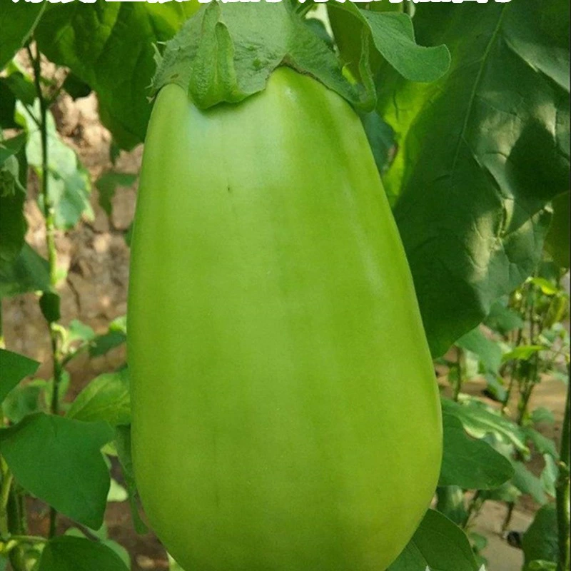 Поставка привитых саженцев из зеленых баклажанов, саженцев баклажанных зеленых кожаных луковиц, саженцев цветочных баклажанов, саженцев хлебных баклажанов, саженцев из зеленых длинных баклажанов.